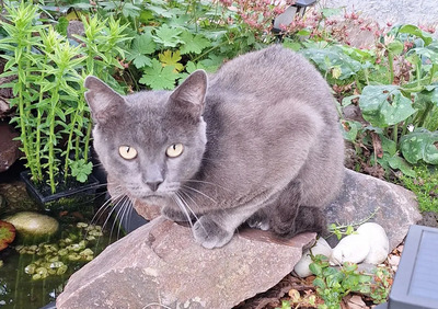 Huerto - super süß mit tollem Charakter, Russisch Blau - Kater