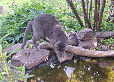 Huerto - super süß mit tollem Charakter, Russisch Blau - Kater