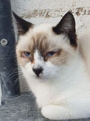 Hugo, Europäisch Kurzhaar - Kater