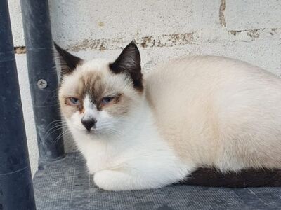 Hugo, Europäisch Kurzhaar - Kater