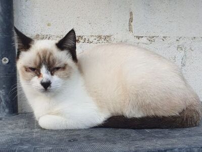 Hugo, Europäisch Kurzhaar - Kater