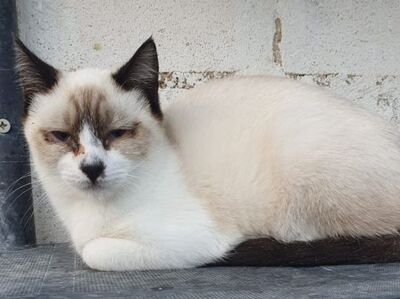 Hugo, Europäisch Kurzhaar - Kater