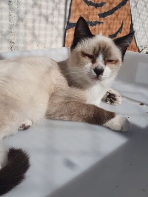 Hugo, Europäisch Kurzhaar - Kater