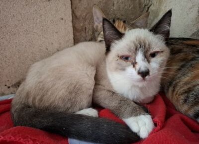 Hugo, Europäisch Kurzhaar - Kater