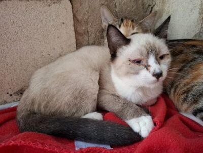 Hugo, Europäisch Kurzhaar - Kater