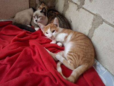 Hugo, Europäisch Kurzhaar - Kater