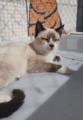 Hugo, Europäisch Kurzhaar - Kater