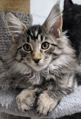 Hugo, Main Coon Jungtier - Katze