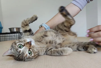 Hula - süßes Katzenmädchen, EKH - Katze