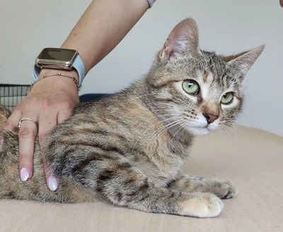 Hula - süßes Katzenmädchen, EKH - Katze