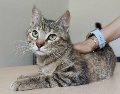 Hula - süßes Katzenmädchen, EKH - Katze