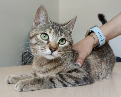 Hula - süßes Katzenmädchen, EKH - Katze