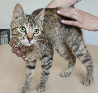 Hula - süßes Katzenmädchen, EKH - Katze