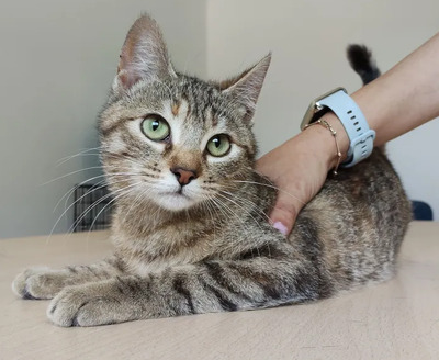 Hula - süßes Katzenmädchen, EKH - Katze