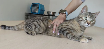 Hula - süßes Katzenmädchen, EKH - Katze