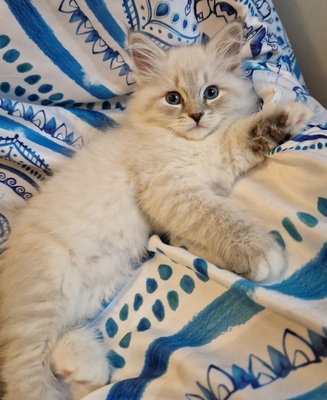 IRA Neva Masquarade Kitten Katze reinrassig mit Stammbaum blue-tabby-point weiße Pfötchen und blaue Augen, Neva Masquarade Jungtier - Katze