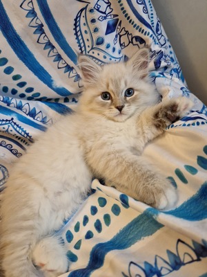 IRA Neva Masquarade Kitten Katze reinrassig mit Stammbaum blue-tabby-point weiße Pfötchen und blaue Augen, Neva Masquarade Jungtier - Katze