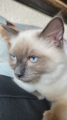 Ice, Ragdoll/Hauskatze Jungtier - Kater