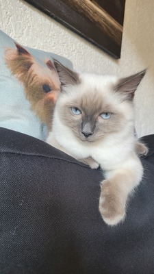 Ice, Ragdoll/Hauskatze Jungtier - Kater