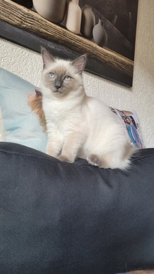 Ice, Ragdoll/Hauskatze Jungtier - Kater