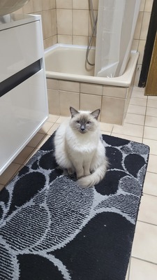 Ice, Ragdoll/Hauskatze Jungtier - Kater