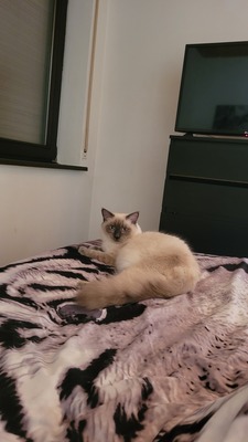 Ice, Ragdoll/Hauskatze Jungtier - Kater