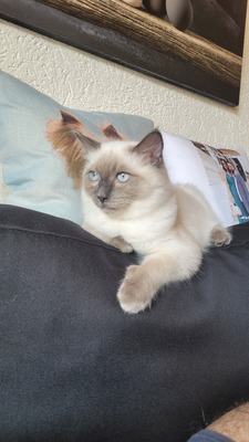 Ice, Ragdoll/Hauskatze Jungtier - Kater