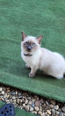 Ice, Ragdoll/Hauskatze Jungtier - Kater