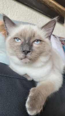 Ice, Ragdoll Jungtier - Kater