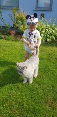 Igor, Jungtier - Kater