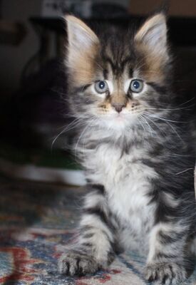 Indigo - Caramel - Cherry, Maine coon Jungtier - Kater