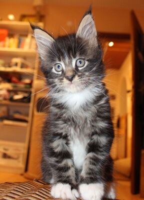 Indigo - Caramel - Cherry, Maine coon Jungtier - Kater