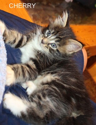 Indigo - Caramel - Cherry, Maine coon Jungtier - Kater