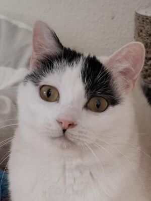 Indira (geb. Jan. 24) - PS 84453 Mühldorf - EKH-Katze, EKH - Katze