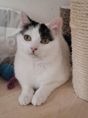 Indira (geb. Jan. 24) - PS 84453 Mühldorf - EKH-Katze, EKH - Katze