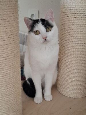 Indira (geb. Jan. 24) - PS 84453 Mühldorf - EKH-Katze, EKH - Katze