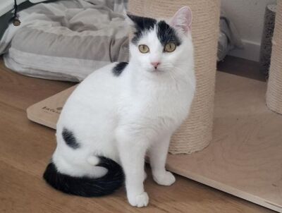 Indira (geb. Jan. 24) - PS 84453 Mühldorf - EKH-Katze, EKH - Katze