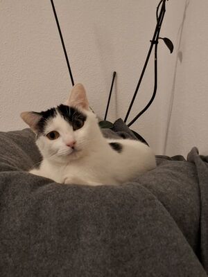 Indira (geb. Jan. 24) - PS 84453 Mühldorf - EKH-Katze, EKH - Katze