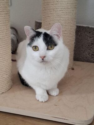 Indira (geb. Jan. 24) - PS 84453 Mühldorf - EKH-Katze, EKH - Katze