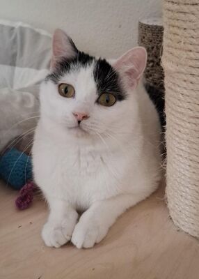 Indira (geb. Jan. 24) - PS 84453 Mühldorf - EKH-Katze, EKH - Katze
