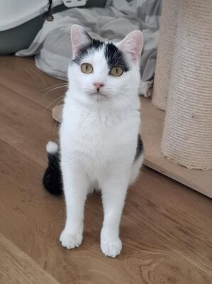Indira (geb. Jan. 24) - PS 84453 Mühldorf - EKH-Katze, EKH - Katze
