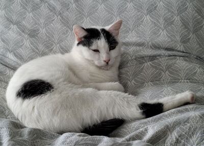 Indira (geb. Jan. 24) - PS 84453 Mühldorf - EKH-Katze, EKH - Katze