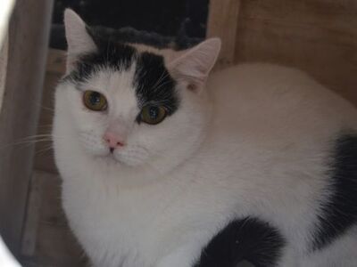 Indira geb. Januar 2024 - Pflegestelle in 84453 Mühldorf, Europäisch Kurzhaar - Katze