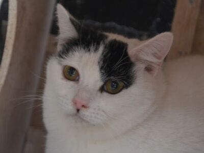 Indira geb. Januar 2024 - Pflegestelle in 84453 Mühldorf, Europäisch Kurzhaar - Katze
