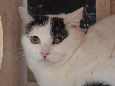 Indira geb. Januar 2024 - Pflegestelle in 84453 Mühldorf, Europäisch Kurzhaar - Katze