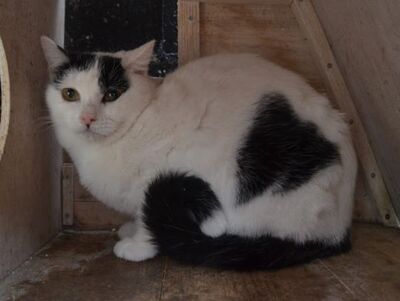 Indira geb. Januar 2024 - Pflegestelle in 84453 Mühldorf, Europäisch Kurzhaar - Katze