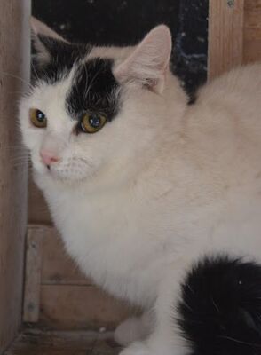 Indira geb. Januar 2024 - Pflegestelle in 84453 Mühldorf, Europäisch Kurzhaar - Katze