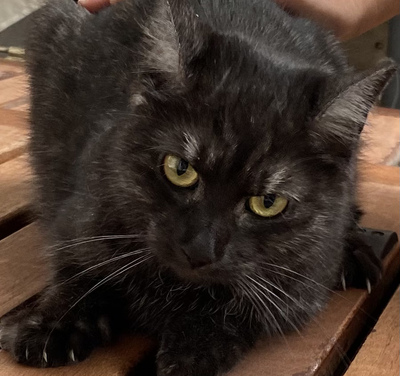 Inok, Europäische Kurzhaarkatze - Katze