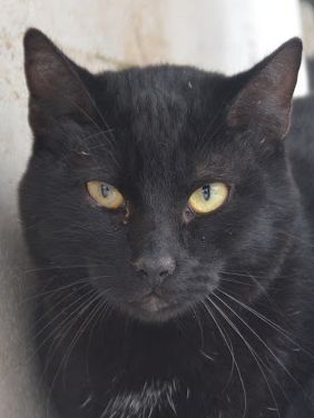 Invierno (geb. April 2024) - EKH-Kater, EKH - Kater