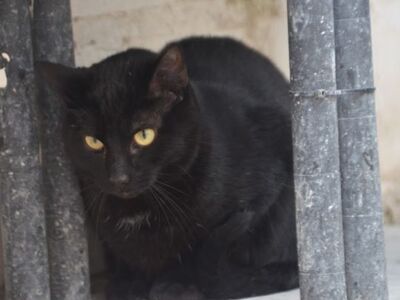 Invierno geb. April 2024, EKH - Kater